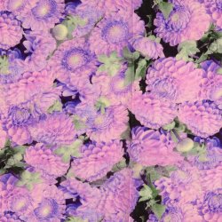 Kraftig bomuld m. hr 149,- Lilla 