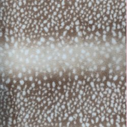 Pels Korthret // Bambi